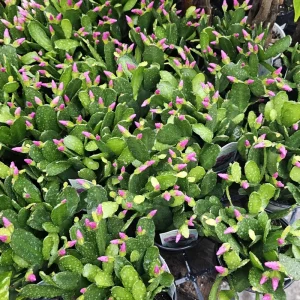Pink Easter Cactus Live Plant – Rhipsalidopsis gaertneri – 2in or 4in Pot – Indoor - Image 3