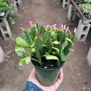 Pink Easter Cactus Live Plant – Rhipsalidopsis gaertneri – 2in or 4in Pot – Indoor - Image 4