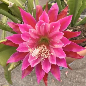 Pink Epiphyllum Orchid Cactus Live Plant – 2 Healthy Plants in 4 Inch Pot – Flowering Houseplant - Image 2