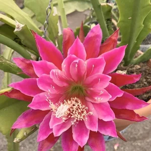 Pink Epiphyllum Orchid Cactus Live Plant – 2 Healthy Plants in 4 Inch Pot – Flowering Houseplant - Image 3