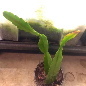 Pink Epiphyllum Orchid Cactus Live Plant – 2 Healthy Plants in 4 Inch Pot – Flowering Houseplant - Image 4