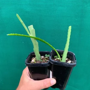 Pink Epiphyllum Orchid Cactus Live Plant – 2 Healthy Plants in 4 Inch Pot – Flowering Houseplant - Image 5