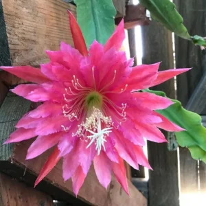 Pink Epiphyllum Orchid Cactus Live Plant – 2 Healthy Plants in 4 Inch Pot – Flowering Houseplant - Image 1
