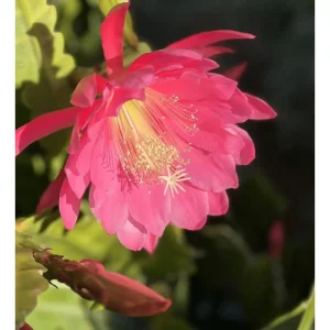 Pink Epiphyllum Orchid Cactus Live Plant – Queen of the Night – 4