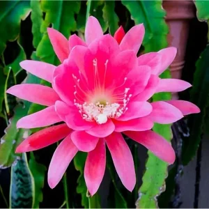 Pink Epiphyllum Orchid Cactus Live Plant – Queen of the Night – 4