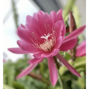Pink Epiphyllum Orchid Cactus Live Plant – Queen of the Night – 4