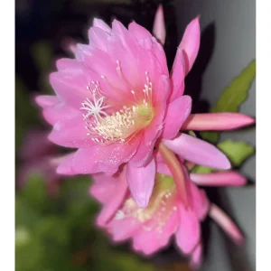 Pink Epiphyllum Orchid Cactus Live Plant – Queen of the Night – 4