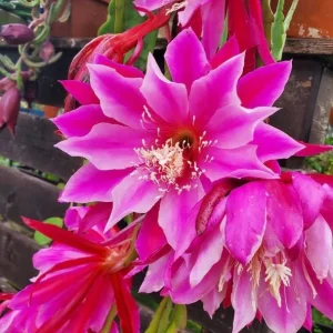 Pink Epiphyllum Orchid Live Plant - Orchid Cactus in 4 Inch Pot - 2 Plants - Image 2