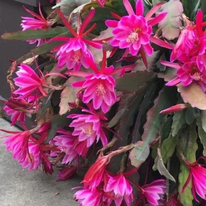 Pink Epiphyllum Orchid Live Plant - Orchid Cactus in 4 Inch Pot - 2 Plants - Image 3