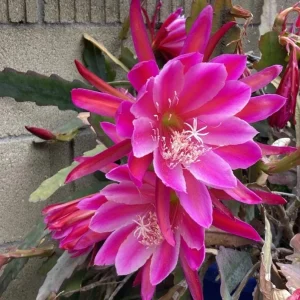 Pink Epiphyllum Orchid Live Plant - Orchid Cactus in 4 Inch Pot - 2 Plants - Image 4