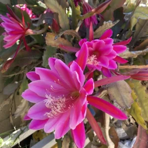 Pink Epiphyllum Orchid Live Plant - Orchid Cactus in 4 Inch Pot - 2 Plants - Image 5