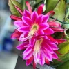 Pink Epiphyllum Orchid Live Plant - Orchid Cactus in 4 Inch Pot - 2 Plants - Image 1