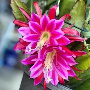 Pink Epiphyllum Orchid Live Plant - Orchid Cactus in 4 Inch Pot - 2 Plants - Image 1
