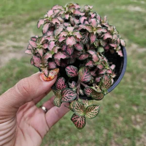 Pink Fittonia Live Plant – Nerve Plant – 4 Inch Pot – Easy Care Indoor - Image 2
