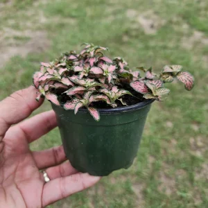 Pink Fittonia Live Plant – Nerve Plant – 4 Inch Pot – Easy Care Indoor - Image 3
