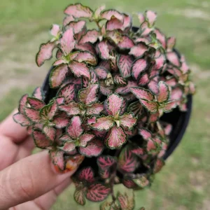 Pink Fittonia Live Plant – Nerve Plant – 4 Inch Pot – Easy Care Indoor - Image 1