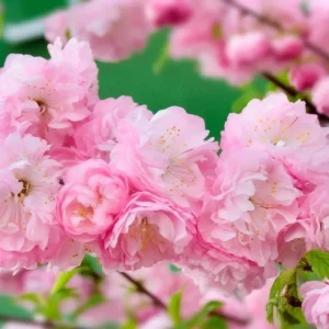 Pink Flowering Almond Tree Live Plant – Quart Pot Shrub for Spring Blooming - Image 2