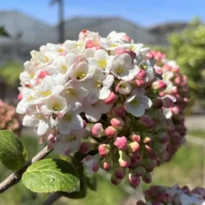 Pink Flowering Almond Tree Live Plant – Quart Pot Shrub for Spring Blooming - Image 3