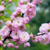 Pink Flowering Almond Tree Live Plant – Quart Pot Shrub for Spring Blooming - Image 1