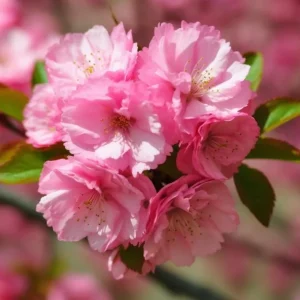 Pink Flowering Almond Tree Live Plant – Quart Pot Shrub for Spring Blooming - Image 5