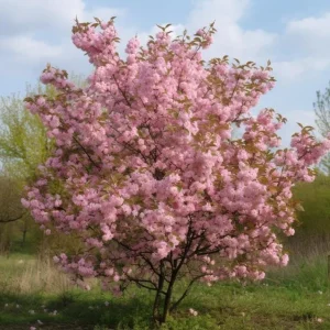 Pink Flowering Almond Tree Live Plant – Quart Pot Shrub for Spring Blooming - Image 6