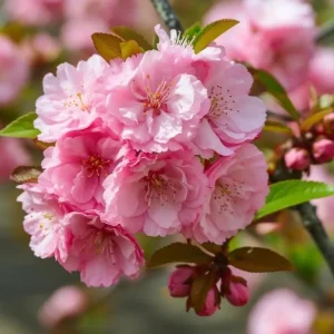 Pink Flowering Almond Tree Live Plant – Quart Pot Shrub for Spring Blooming - Image 7