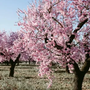 Pink Flowering Almond Tree Live Plant – Quart Pot Shrub for Spring Blooming - Image 8