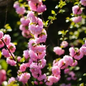 Pink Flowering Almond Tree Live Plant – Quart Pot Shrub for Spring Blooming - Image 9