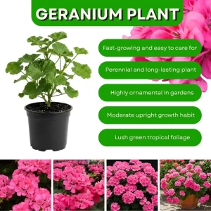 Pink Geranium Live Plant – 4 Inch Pot – Flowering Outdoor/Indoor - Image 3