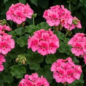 Pink Geranium Live Plant – 4 Inch Pot – Flowering Outdoor/Indoor - Image 5