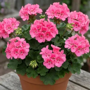 Pink Geranium Live Plant – 4 Inch Pot – Flowering Outdoor/Indoor - Image 6