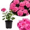 Pink Geranium Live Plant – 4 Inch Pot – Flowering Outdoor/Indoor - Image 1