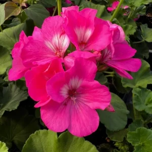 Pink Geranium Live Plant – Vibrant Blooms, 4-6 Inches Tall, Indoor/Outdoor - Image 2