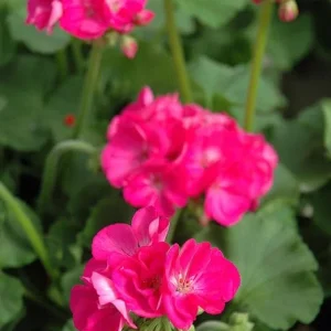 Pink Geranium Live Plant – Vibrant Blooms, 4-6 Inches Tall, Indoor/Outdoor - Image 3