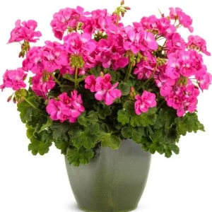 Pink Geranium Live Plant – Vibrant Blooms, 4-6 Inches Tall, Indoor/Outdoor - Image 4