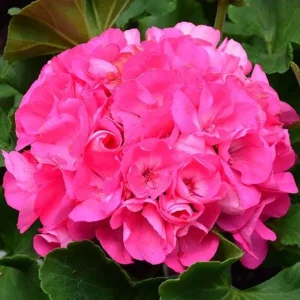 Pink Geranium Live Plant – Vibrant Blooms, 4-6 Inches Tall, Indoor/Outdoor - Image 5