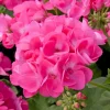 Pink Geranium Live Plant – Vibrant Blooms, 4-6 Inches Tall, Indoor/Outdoor - Image 1