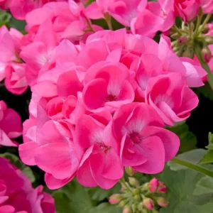 Pink Geranium Live Plant – Vibrant Blooms, 4-6 Inches Tall, Indoor/Outdoor - Image 1
