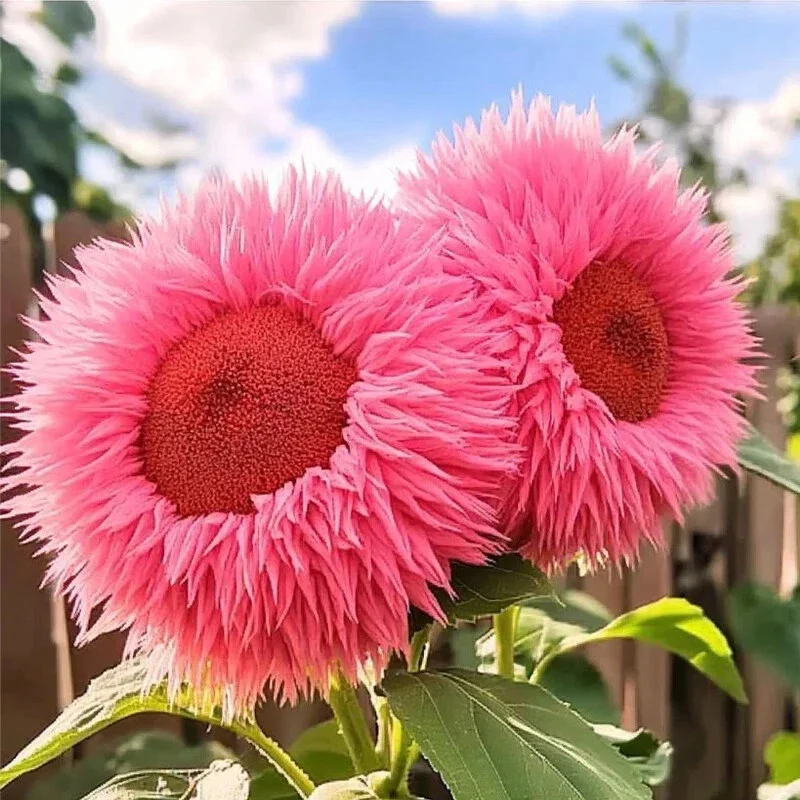 Pink Giant Teddy Bear Sunflower Seeds - 50 Seeds, Fluffy Double Blooms, Outdoor - Image 2