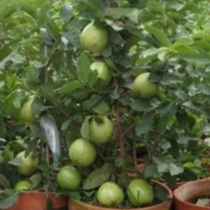 Pink Guava Live Fruit Tree - 5-8 inch Exotic Tropical Plant for Home Garden - Image 10