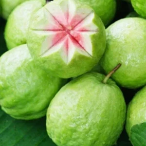 Pink Guava Live Fruit Tree - 5-8 inch Exotic Tropical Plant for Home Garden - Image 2