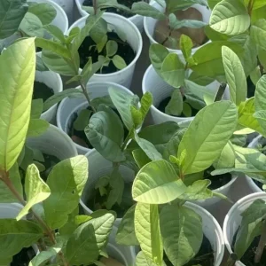 Pink Guava Live Fruit Tree - 5-8 inch Exotic Tropical Plant for Home Garden - Image 3