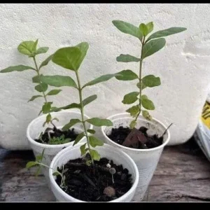 Pink Guava Live Fruit Tree - 5-8 inch Exotic Tropical Plant for Home Garden - Image 4