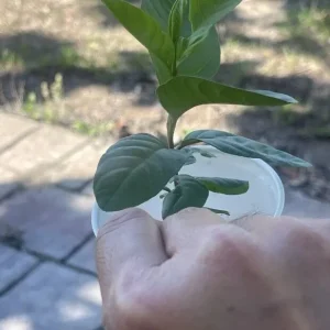 Pink Guava Live Fruit Tree - 5-8 inch Exotic Tropical Plant for Home Garden - Image 5