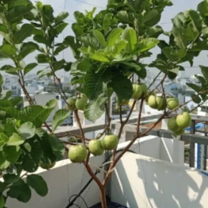 Pink Guava Live Fruit Tree - 5-8 inch Exotic Tropical Plant for Home Garden - Image 6