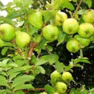 Pink Guava Live Fruit Tree - 5-8 inch Exotic Tropical Plant for Home Garden - Image 7