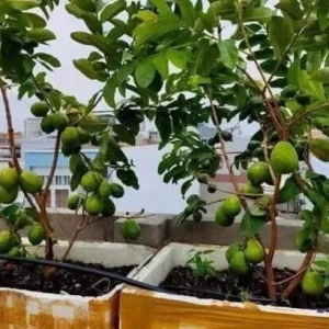 Pink Guava Live Fruit Tree - 5-8 inch Exotic Tropical Plant for Home Garden - Image 8