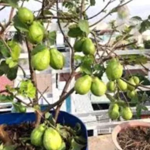 Pink Guava Live Fruit Tree - 5-8 inch Exotic Tropical Plant for Home Garden - Image 9