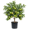 Pink Guava Live Plant – 4-6 Inch Starter Tree – Tropical Fruit Guava Seedling - Image 1