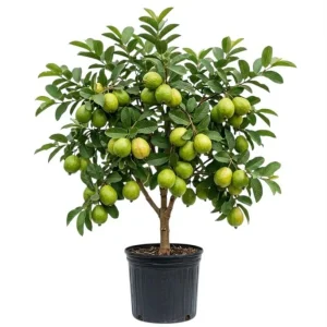 Pink Guava Live Plant – 4-6 Inch Starter Tree – Tropical Fruit Guava Seedling - Image 1